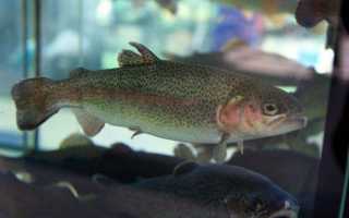 Рыба «Чоп» фото и описание