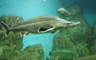 Черная икра каспийского моря