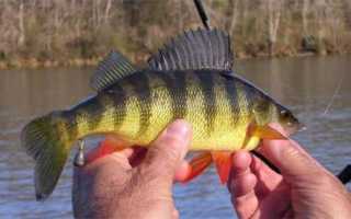 Солнечный окунь