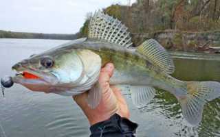 Зимняя живцовая удочка – снасть для охоты за хищной рыбой со льда
