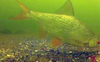 Как прикармливать рыбу