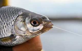 Основные особенности рыбалки в ноябре: что, где и как ловить?