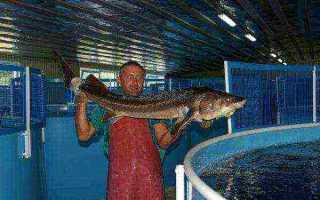 Разведение осетровых мини ферма — бизнес план