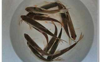 Живец для рыбалки: какой вид рыбы выбрать, как добывать, хранить и транспортировать