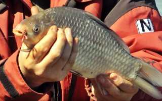 Ловля карася на фидер в мае. Преимущества ловли карася на фидер в мае