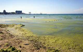 Какое время цветет черное море