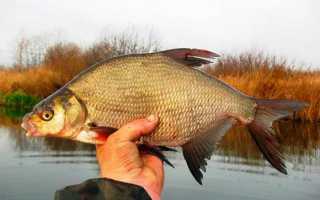 Особенности рыбалки в октябре