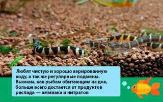 Акантофтальмус: все тонкости содержания причудливой рыбки в аквариуме