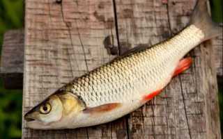 Рыбец (сырть, вимба)