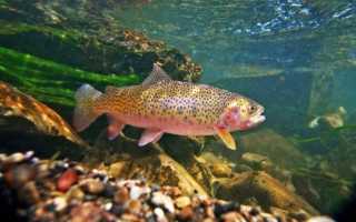 Лосось и семга: чем отличаются эти рыбы?