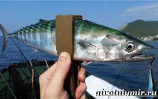 Рыба «Албула» фото и описание