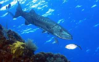 Рыба барракуда: описание хищницы, повадки, снасти и ловля