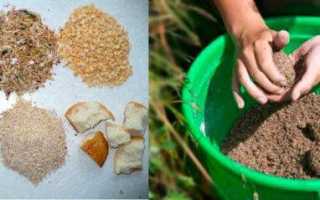 Прикормка для плотвы своими руками, приготовление осенней рабочей смеси