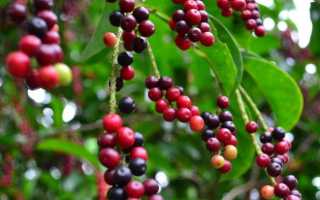 Саламандра: особенности ухода и разведения в террариуме