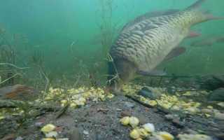 Щука на платнике. Стратегия и тактика успешной рыбалки.