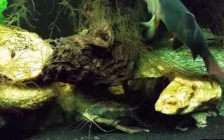 Платидорас полосатый: содержание, уход и размножение