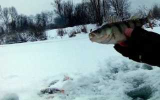 Где и как ловить окуня на безмотылку зимой