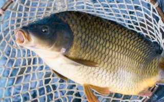 Рыба сазан, особые характеристики вида и способы любительской ловли