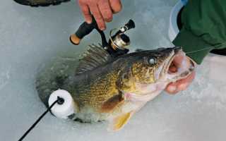 Как ловить судака зимой на поставушки?