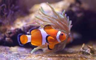 Рыба «Крэппи белый» фото и описание