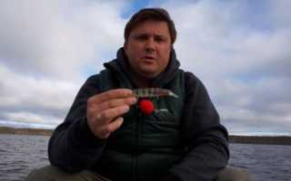 Техника твичинга для начинающих: как ловить на воблеры?