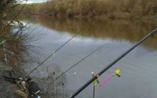 Ловля язя поплавочной удочкой: выбор места, тактика и техника рыбалки