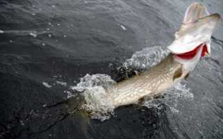 Когда весной начинает клевать щука