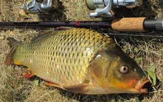 Снасти для ловли карпа: удочки донные и поплавочные