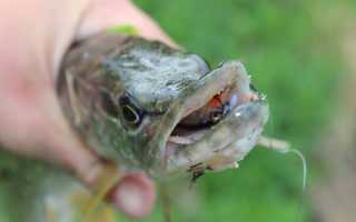 Снасти для ловли щуки — спиннинговая, донная и поплавочная на живца