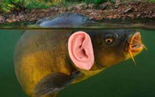 Какой слух у рыб? и Как работает у рыб орган слуха?
