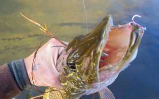 Ловля щуки в августе