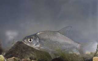 Отличия подлещика и густеры