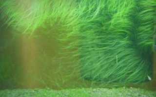 Разновидности аквариумных водорослей на зеленых растениях