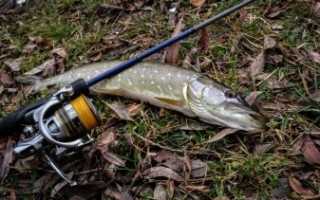 Ловля на отводной поводок: подробная инструкция для начинающих