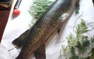 Как ловить щуку на спиннинг и подобрать лучшие приманки