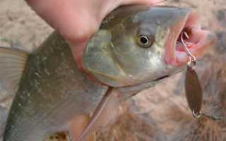 Когда клюет жерех: лучшее время и погода для ловли