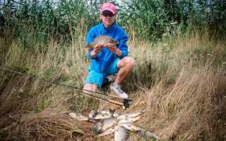 Нерест карпа — когда, при какой температура и в каком возрасте нерестится карп?