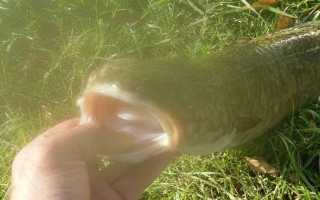 Как сделать закидушку на налима и освоить технику ловли