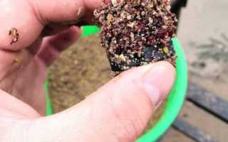 Тонкости ловли карпа зимой на мормышку — секреты и техника рыбалки