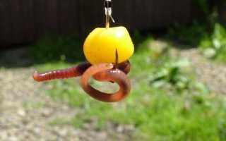 Приготовление кукурузы для рыбалки и техника ловли карпа